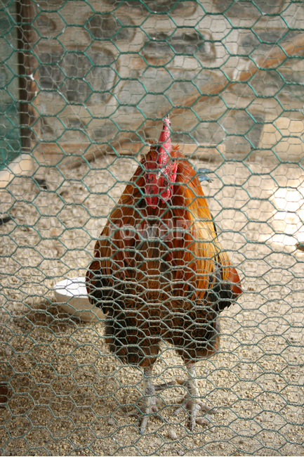한국,닭장,닭,초가지붕,전통,옛날,조류,새,동물,animal,조류,새,birds