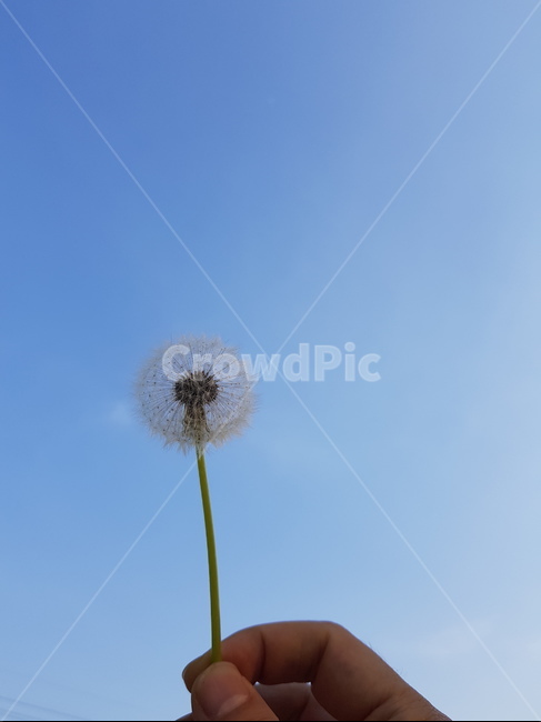 민들레,홀씨,날리기,흩어짐,푸른하늘