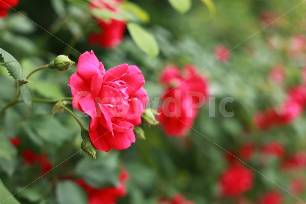 꽃,장미,울산,자연,축제,장미꽃,식물,자연,plants,nature,꽃,flower