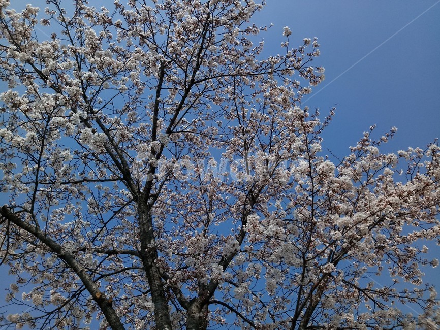 벚꽃,하늘,봄,식물,blossom