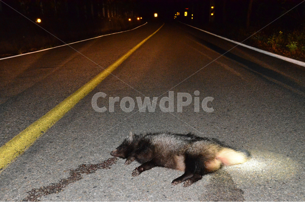 로드킬,도로,야생동물,사망,노상상해,너구리,이동통로,충돌,roadkill,동물,animal,포유류,mammal
