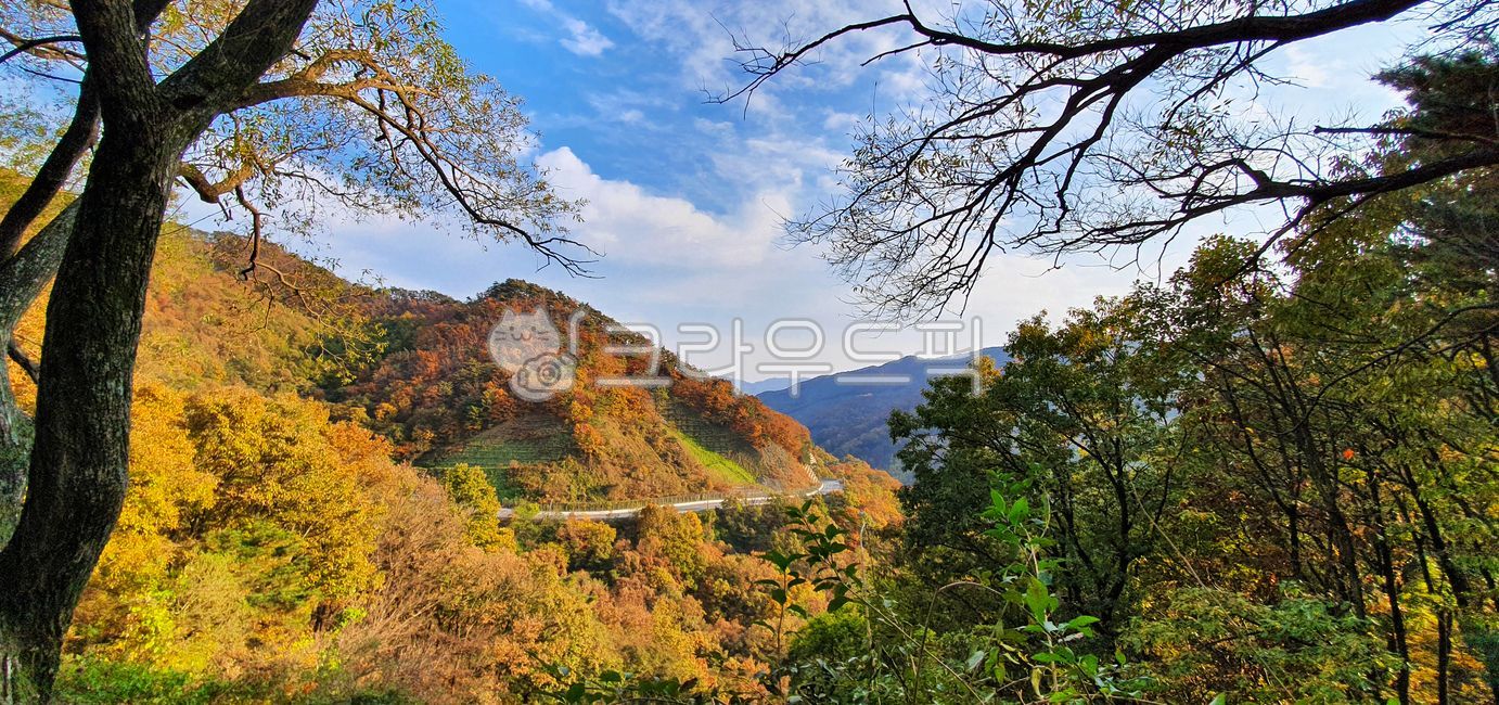 sky,mountain,forest,outdoors,nature,tree,autumn,Maple