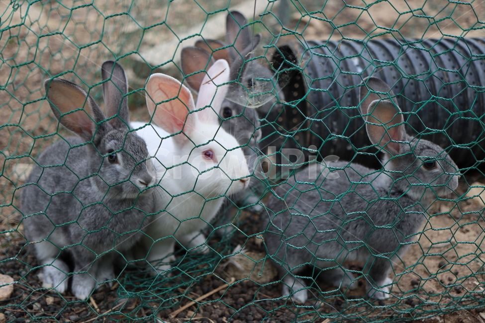 토끼,동물,철조망,토끼과,토끼농장,야생