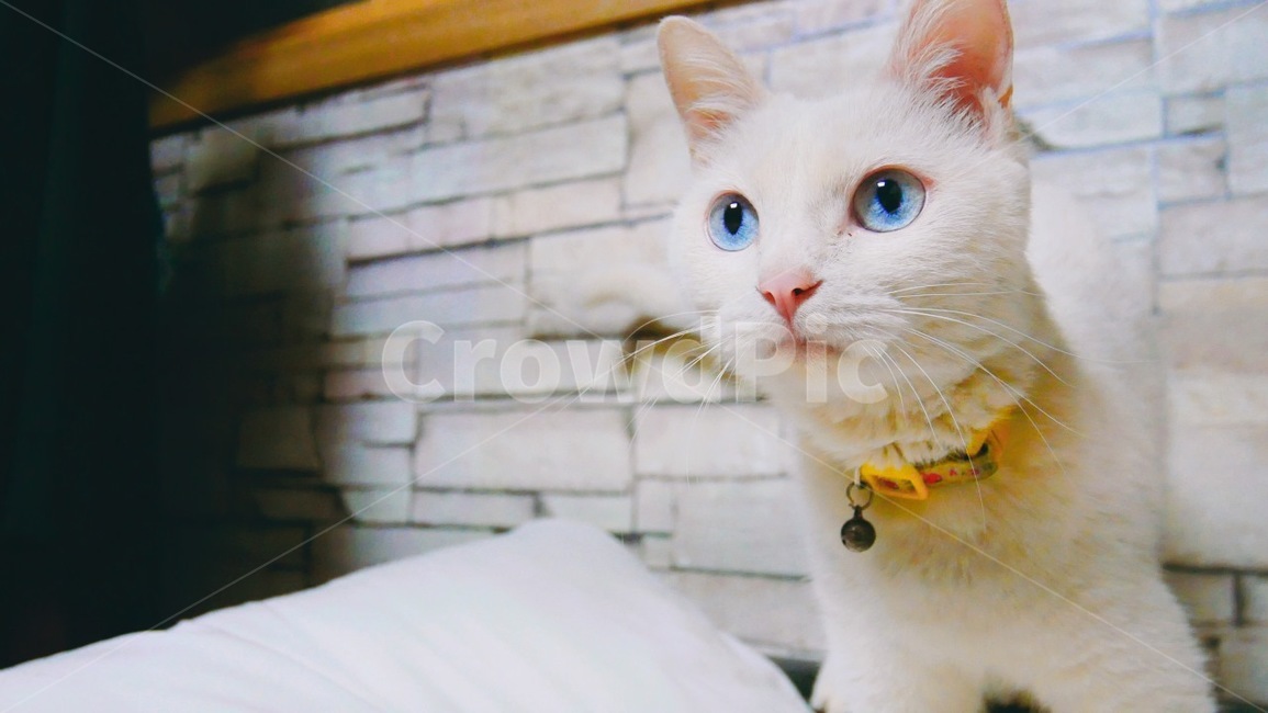 고양이,흰색고양이,하얀고양이,터키쉬앙고라,파란눈고양이,애완고양이,귀여운고양이,귀염고양이,흰색,하얀,파란눈,애완,귀여운,귀엽,흰,동물,animal,포유류,mammal,고양이,cat,kitten,kitty
