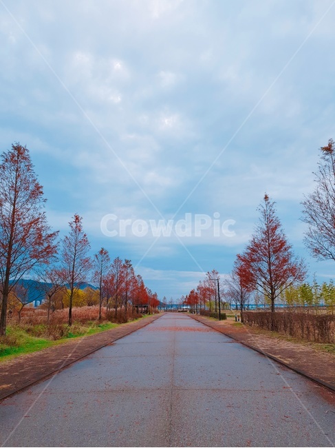 산책,풍경,산책로,공원,나무,하늘,길,배경사진,가을,계절,fall,autumn,season,자연,풍경,nature,landscape,tree,plant,식물,asphalt,아스팔트,road,도로