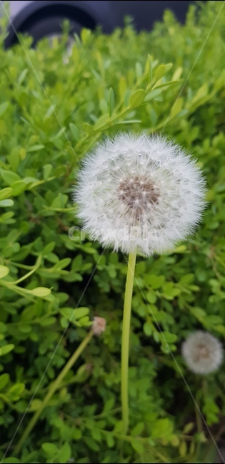 민들레,민들레씨,봄,자연,솜뭉치