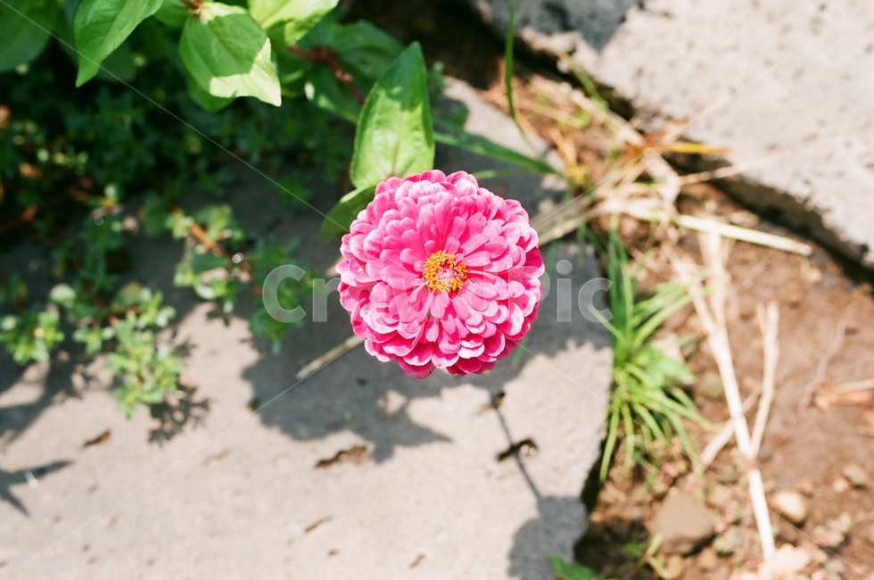 백일홍,꽃,봄,화려함,분홍,식물,자연,plants,nature,꽃,flower