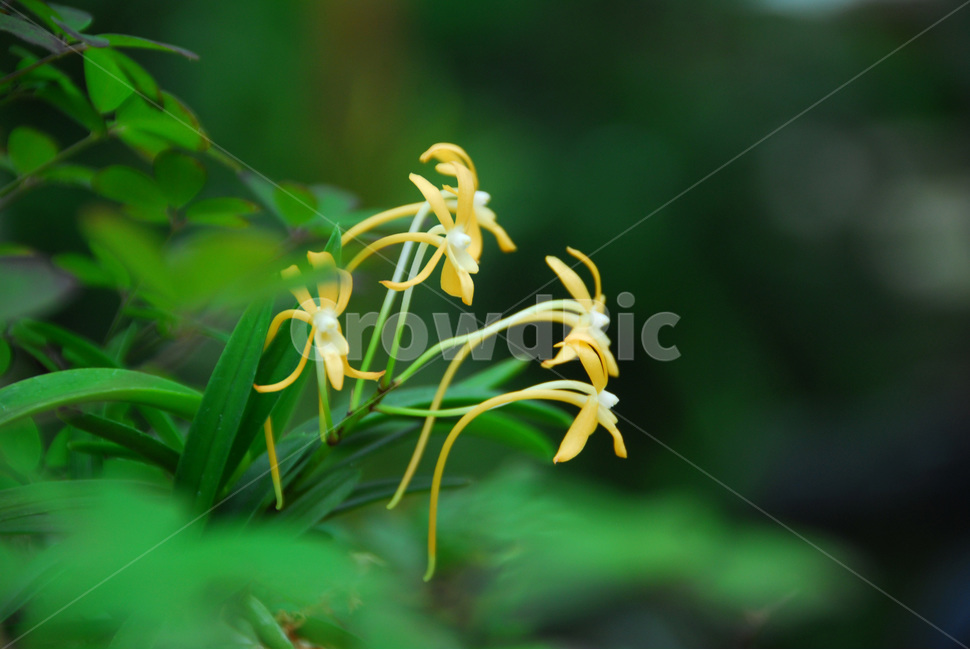 풍란,風蘭,난초,야생란,꽃,식물,자연,plants,nature,꽃,flower