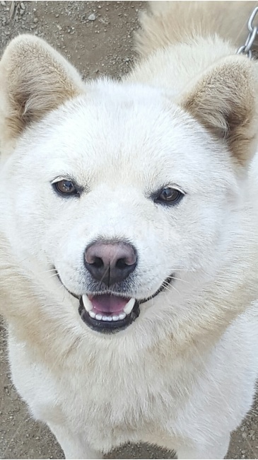 docility,Binggrae,innocent,nice to meet you,lol,Nice to meet you,smile,puppy,Baekgu,bowwow,Dog,dog,wide open