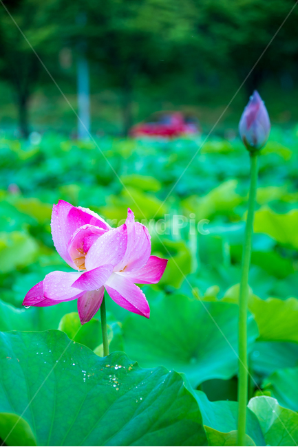 연꽃,lotus,여름꽃,flower,식물,plants,꽃