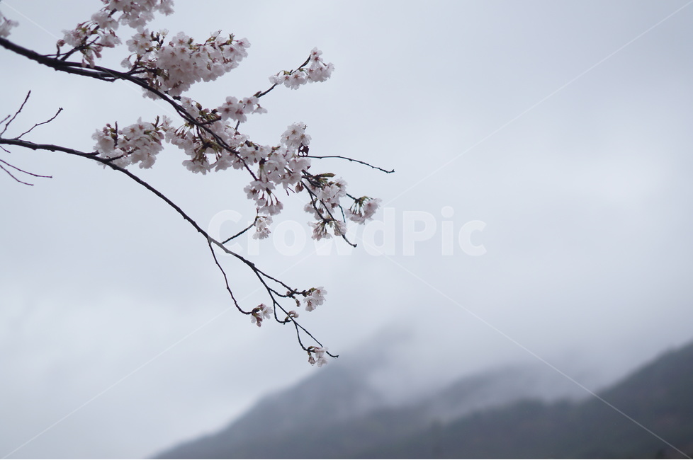 산,벚꽃,풍경,구름,봄,흐림,봄,계절,spring,season,식물,자연,plants,nature,꽃,flower,plant,blossom