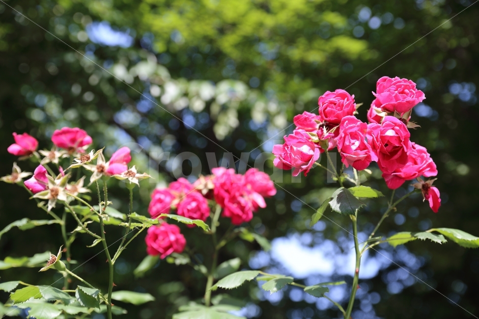 장미,꽃,푸르름,여름,붉은색,식물,자연,plants,nature,꽃,flower,휴식,힐링,rest,relaxation,healing