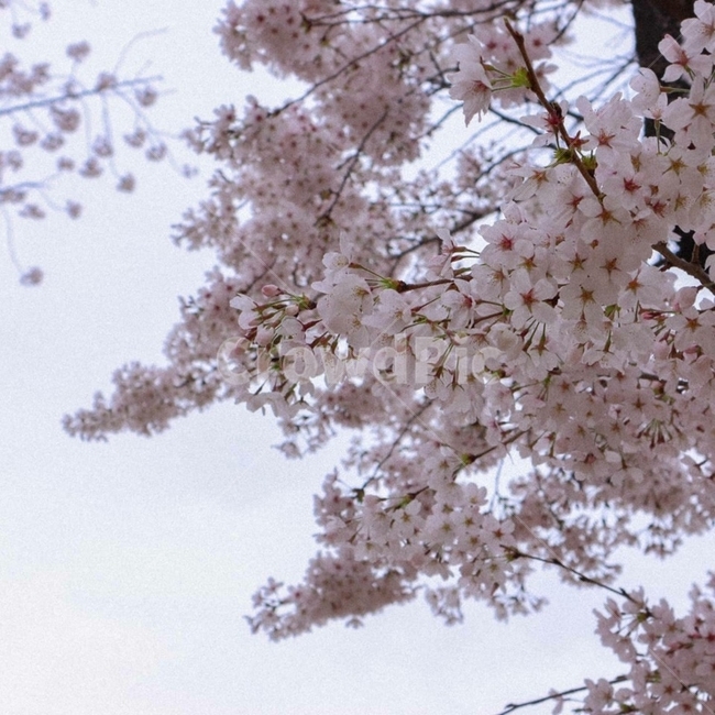 plant,식물,flower,꽃,blossom,벚꽃,cherryblossom,봄,벚꽃나무,봄꽃,분홍색,감성,레트로,retro