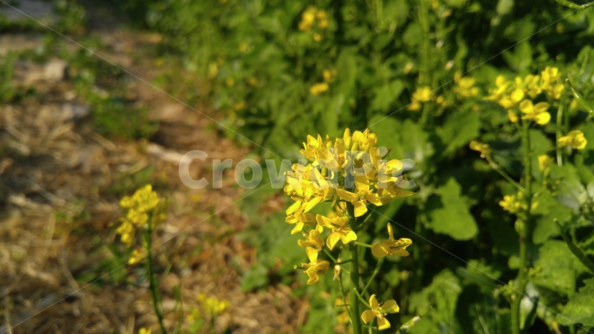 유채꽃,꽃,노랑꽃,노랑색,식물,계절,감성,배경,rapeflower,flower,yellow,flant,season,emotional,background