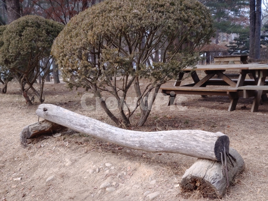 풍경,나무,의자,나무의자,남이섬