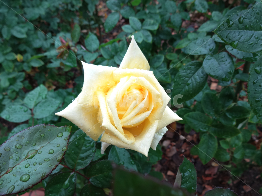 카구야히메,kaguyahime,일본장미,식물,꽃,장미,봄,공원,봉오리,꽃잎,꽃망울,비,꿀은,꽃송이,야외,물방울,자연,봄비,화원,노란장미,plant,flower,rose,spring,park,petal,bud,rain,nectar,blossom,outdoor,dropofwater,nature,springrain,thescenery,flowergarden,whiterose,lotuspink,yellowrose