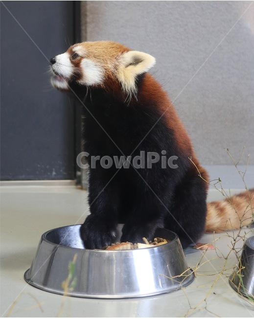 렛서팬더,lesserpanda,동물원,zoo,동물,animal,동물,animal,포유류,mammal