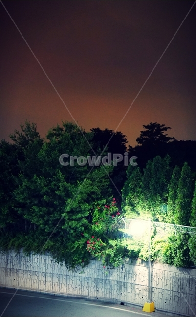 야경,장미,숲,나무,가로등,자연,풍경,nature,landscape,plant,식물,tree,fir,전나무