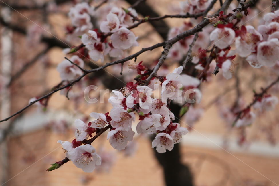 plant,식물,blossom,꽃,flower,벚꽃