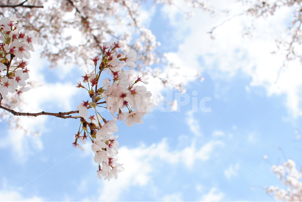 벚꽃,꽃잎,봄,강풍,대국,봄,계절,spring,season,식물,자연,plants,nature,꽃,flower,plant