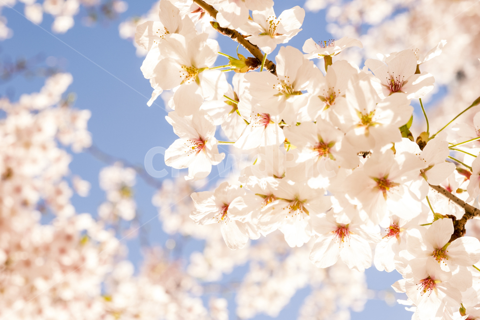 cherry,Cherry Blossom,color,spring,petal,plants,sight,Warmth,season,Emotion,sensible,sky,Cherry Blossom Festival,nature,Color,tree,sense,feeling,flower,emotion,blue,plant,spring scenery,feelingofcolor,sensitivity,flower viewing