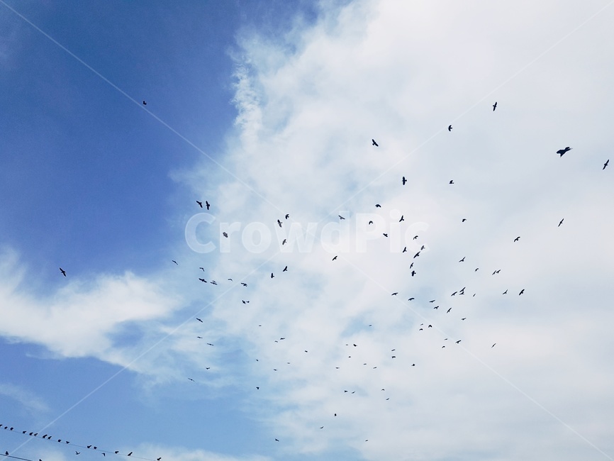 하늘,까마귀,새,bird,조류,동물,animal,조류,새,birds