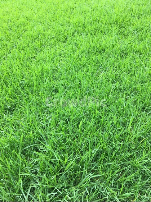 뉴질랜드,오클랜드,잔디,공원,휴식,초록,여행,식물,자연,plants,nature
