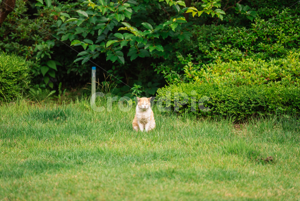 고양이,캣,냥냥이,길고양이,삼색이,치즈냥,냥,cat,동물,동물,animal,포유류,mammal,고양이,cat,kitten,kitty