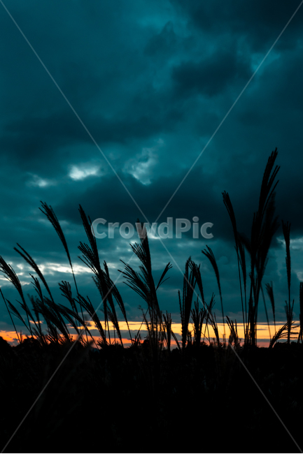 하늘공원,억색,노을,일몰,구름,하늘,sky,landscape,자연,풍경,nature,landscape,실루엣,그림자,silhouette,shadow,grass,잔디,plant,식물,lawn,reed,갈대