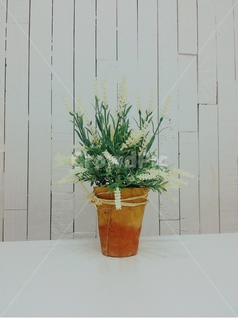 화분,꽃,풀,흰색,벽,테이블,카페,실내용화초,화분,화초,house plant