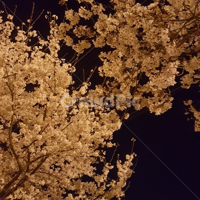 4월,봄,벚꽃,cherryblossoms,밤