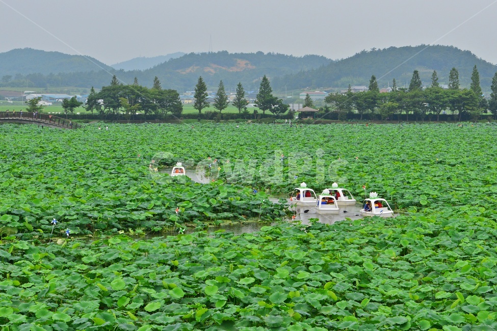 nature,자연,outdoors,옥외,plant,식물,무안,연꽃축제장,무안연꽃축제장