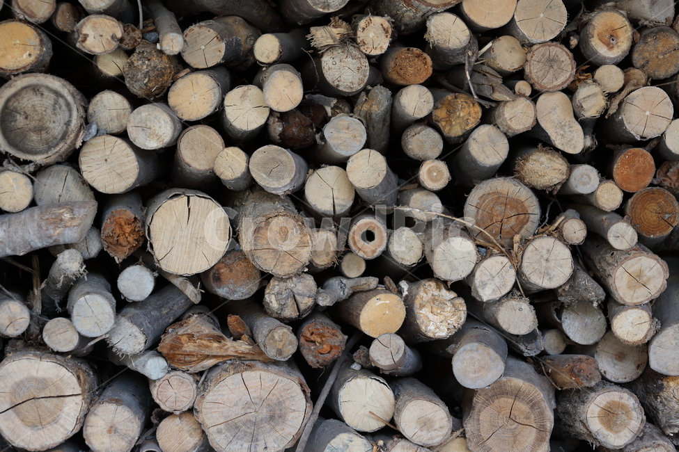 나무,장작,단면,wood,firewood,나무,trees,wood
