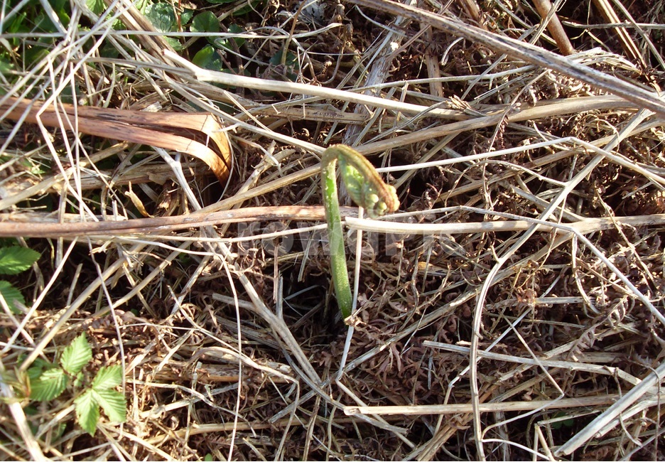 고사리,봄,스코틀랜드해안가,바닷가,바람,봄바람,식물,자연,plants,nature