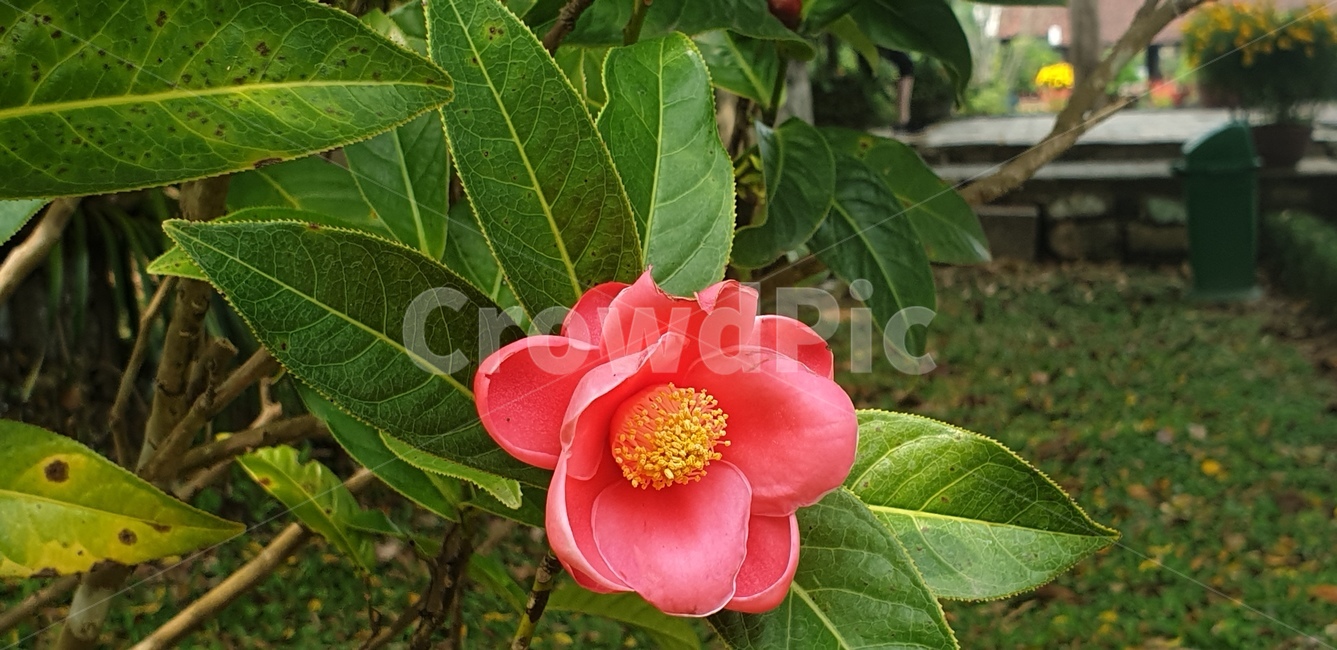 plant,식물,꽃,flower,blossom,동백꽃