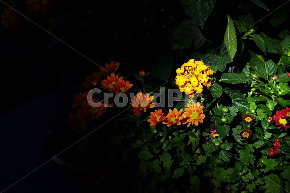 꽃,아름다움,정원,식물,자연,flower,bloom,beauty,plant,nature,beautiful,식물,자연,plants,nature,꽃,flower