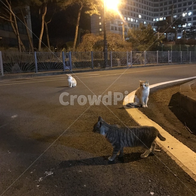 고양이,길고양이,도둑고양이,길냥이,동물