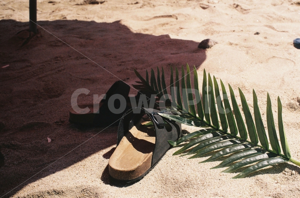 해변,여름,휴가,감성사진,필름사진,필름카메라,모래사장,아날로그,바다,동해,summer,식물,자연,plants,nature,해변,바다,beach,sea,사물,물건,오브젝트,thing,object,matter,연출,컨셉,콘셉,direction,concept
