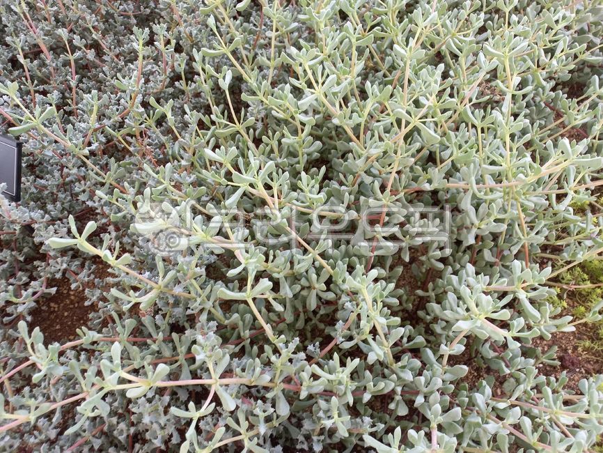 식물,화초,plant,실내화초,광림국,석류풀과