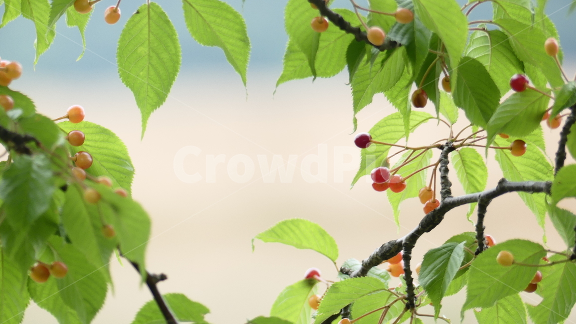 산수유,열매,과일,농촌,여름,풍요,시원,한약재,건강,나무잎