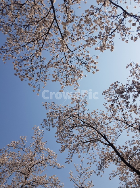 벚꽃,하늘,자연,벚꽃나무,꽃
