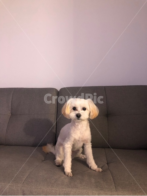 소파,강아지,반려견,maltese,furniture,동물,animal,포유류,mammal,개,강아지,dog,doggy