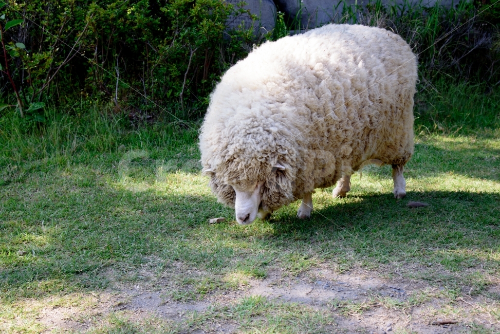 양,양털,양한마리,초원,체험,한가한,동물,동물,animal,포유류,mammal