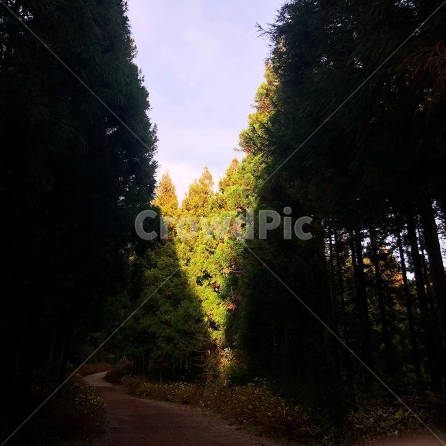 빛,나무,숲,forest,tree,sun,green,숲길,침엽수,식물,plant,fir,전나무,abies,식물,자연,plants,nature,나무,trees,wood