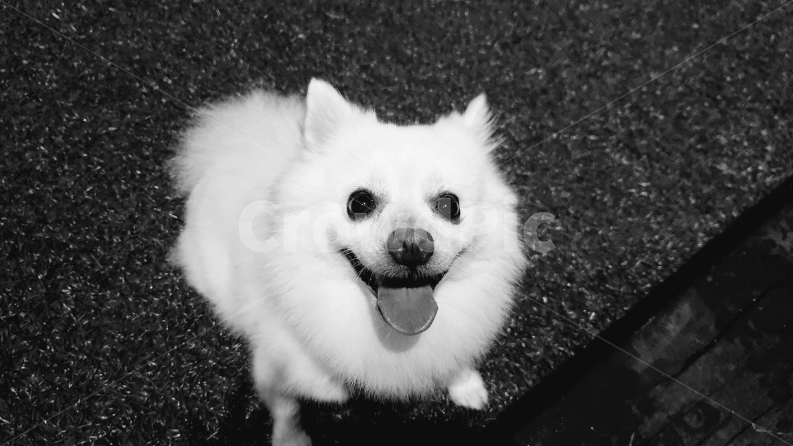 흑백,강아지,동물,dog,animal,blackandwhite,pet,lawn,잔디,반려견,스냅사진,snapshot