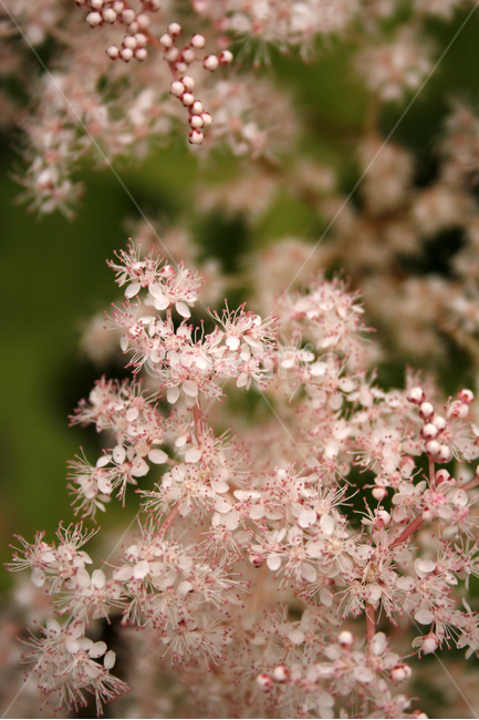 터리풀,식물,flower,plants,nature,꽃,식물,자연,plants,nature,꽃,flower