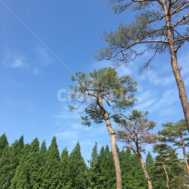 파란하늘,날씨,소나무,봄,가을,구름