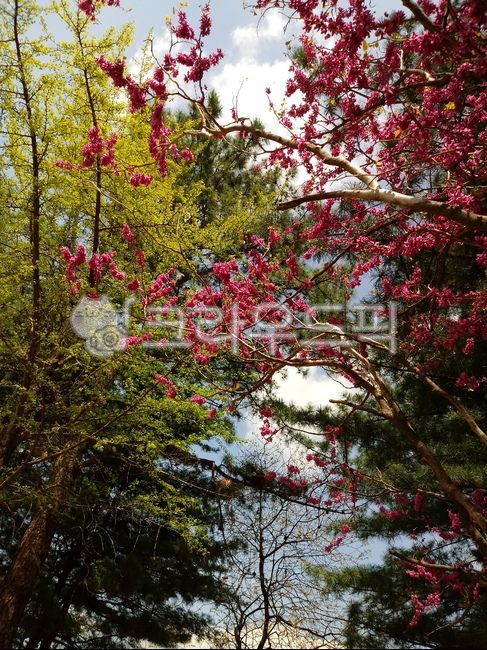 sheath tree,Paktaegi tree,Bucktaegi tree flower,legume,judastree,bead flower tree,chineseredbud,Judas tree,rice bran flower tree