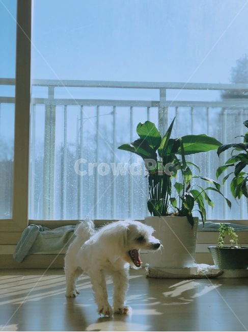 강아지,반려견,말티즈,하품,따뜻,동물,animal,포유류,mammal,개,강아지,dog,doggy