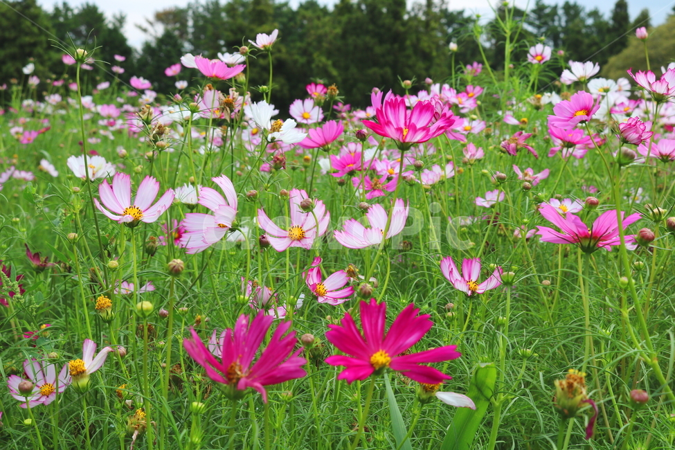꽃,코스모스,코스모스꽃,식물,꽃밭,가을,자연,풍경,국화과,식물,자연,plants,nature,꽃,flower